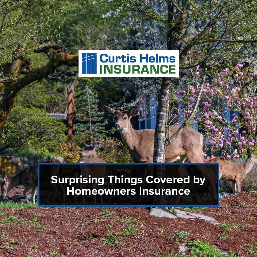homeowners insurance policies